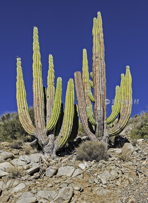 卡登仙人掌，Pachycereus pringlei，生长在科泰兹海的加泰罗尼亚岛。